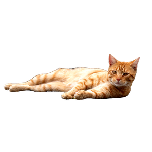 A Cute Tabby Ginger Cat Lying Comfortably On A Cobblestone Path Outdoors, Enjoying A Lazy Day. 13455 - Cat PNG image with transparent background